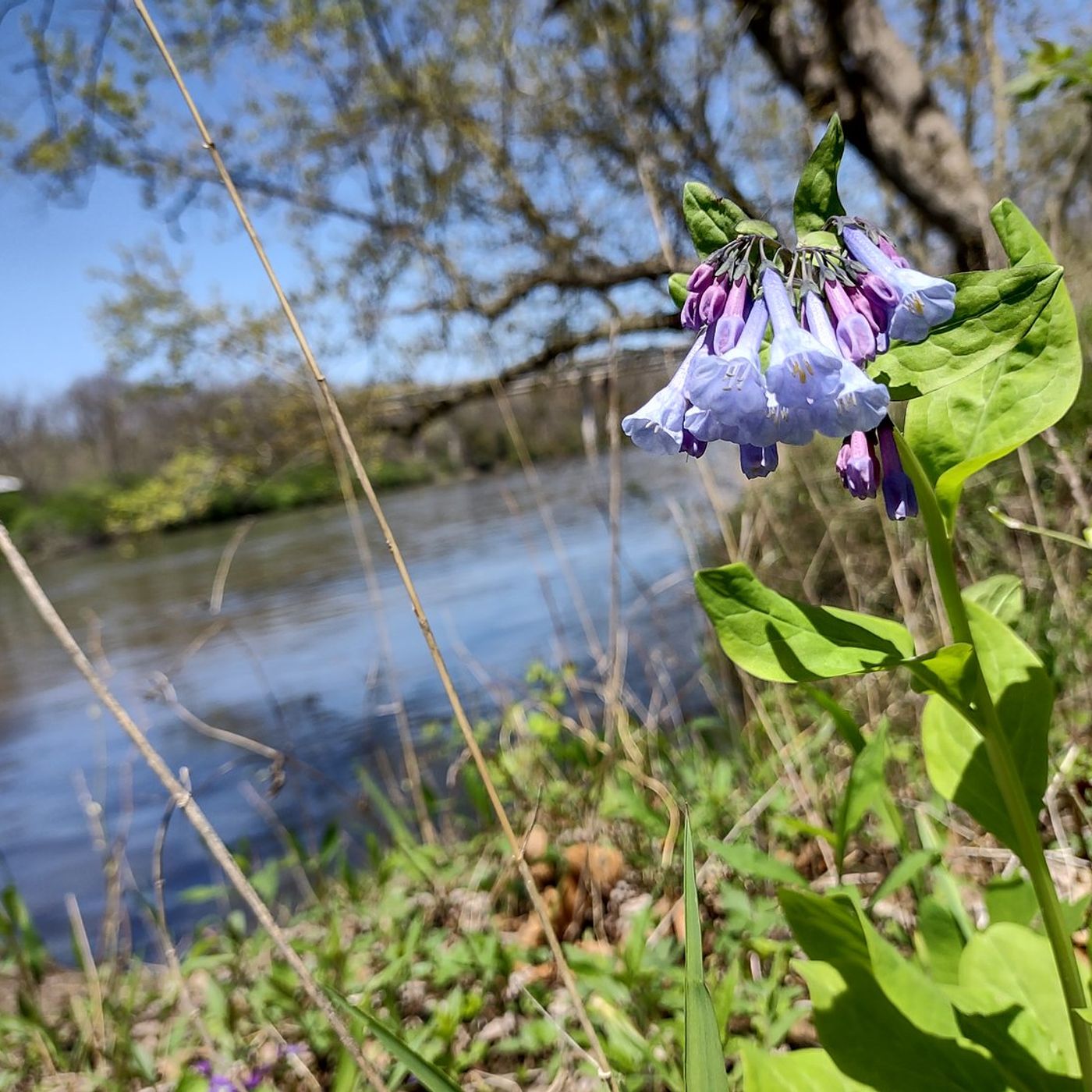 Master Naturalists offer bat listening hike at Dayton Bluffs episode artwork