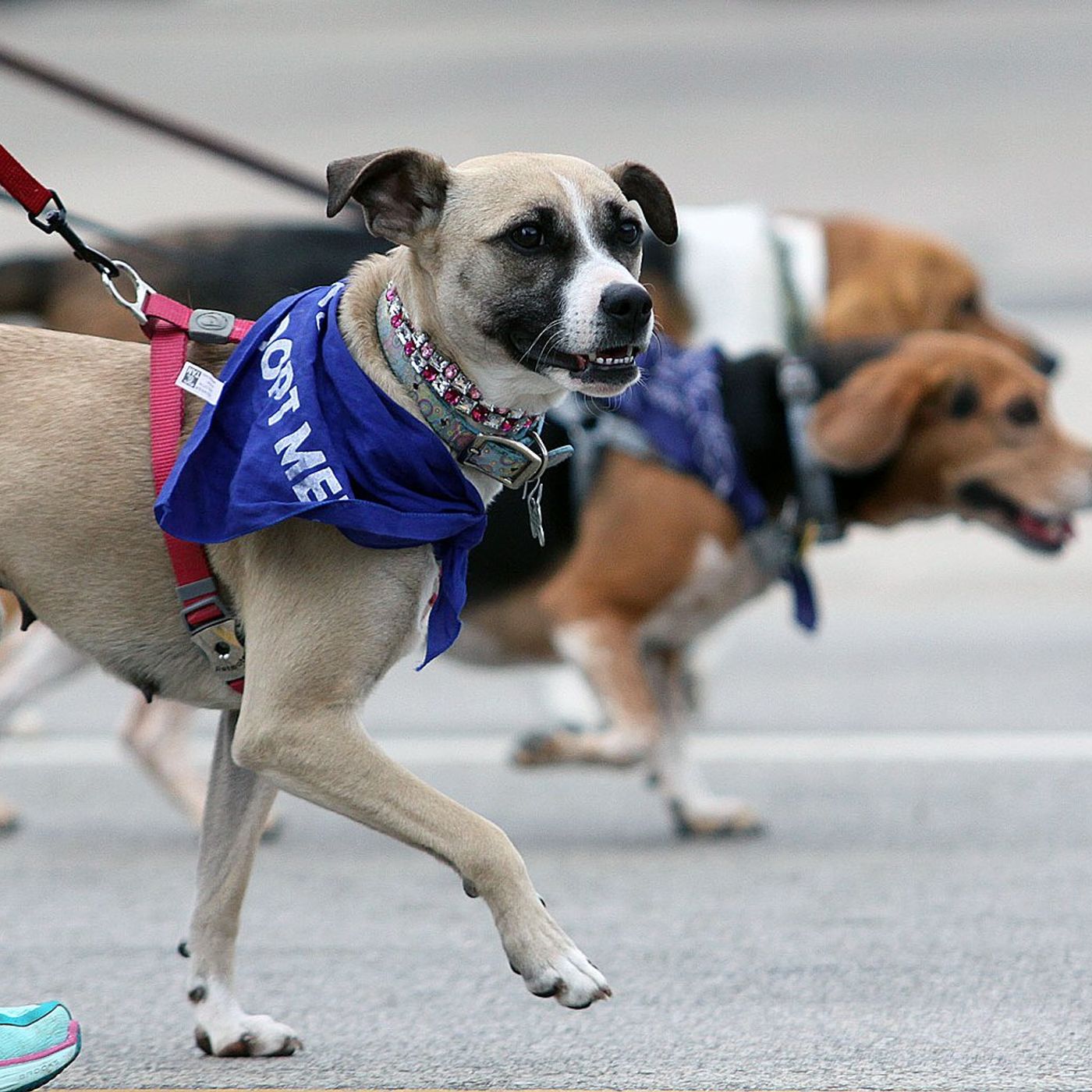 Dog Days adopt, donation event in St. Charles moves indoors Wednesday due to rain episode artwork