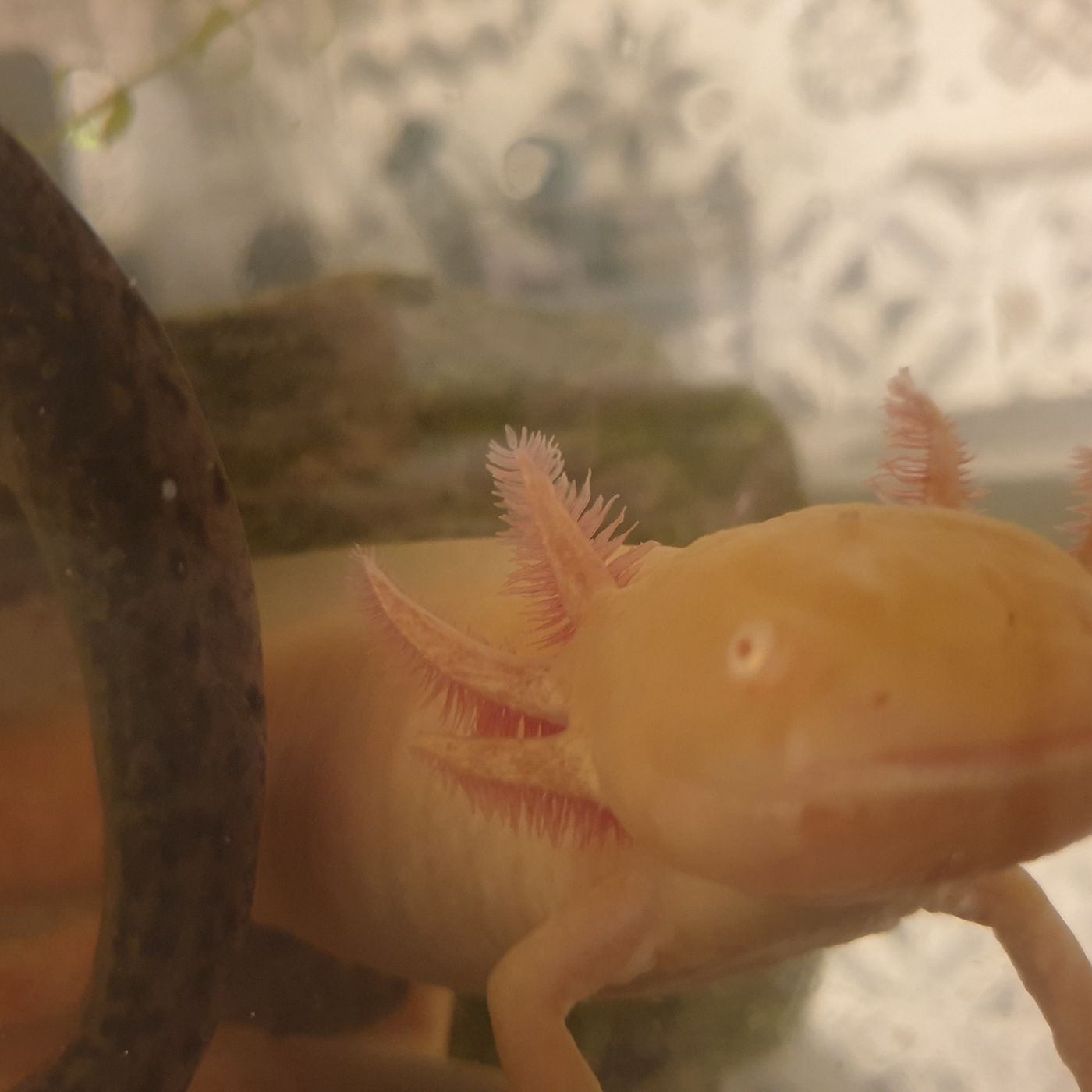 Thinking about Axolotls and Spreaker Studio E579 episode artwork
