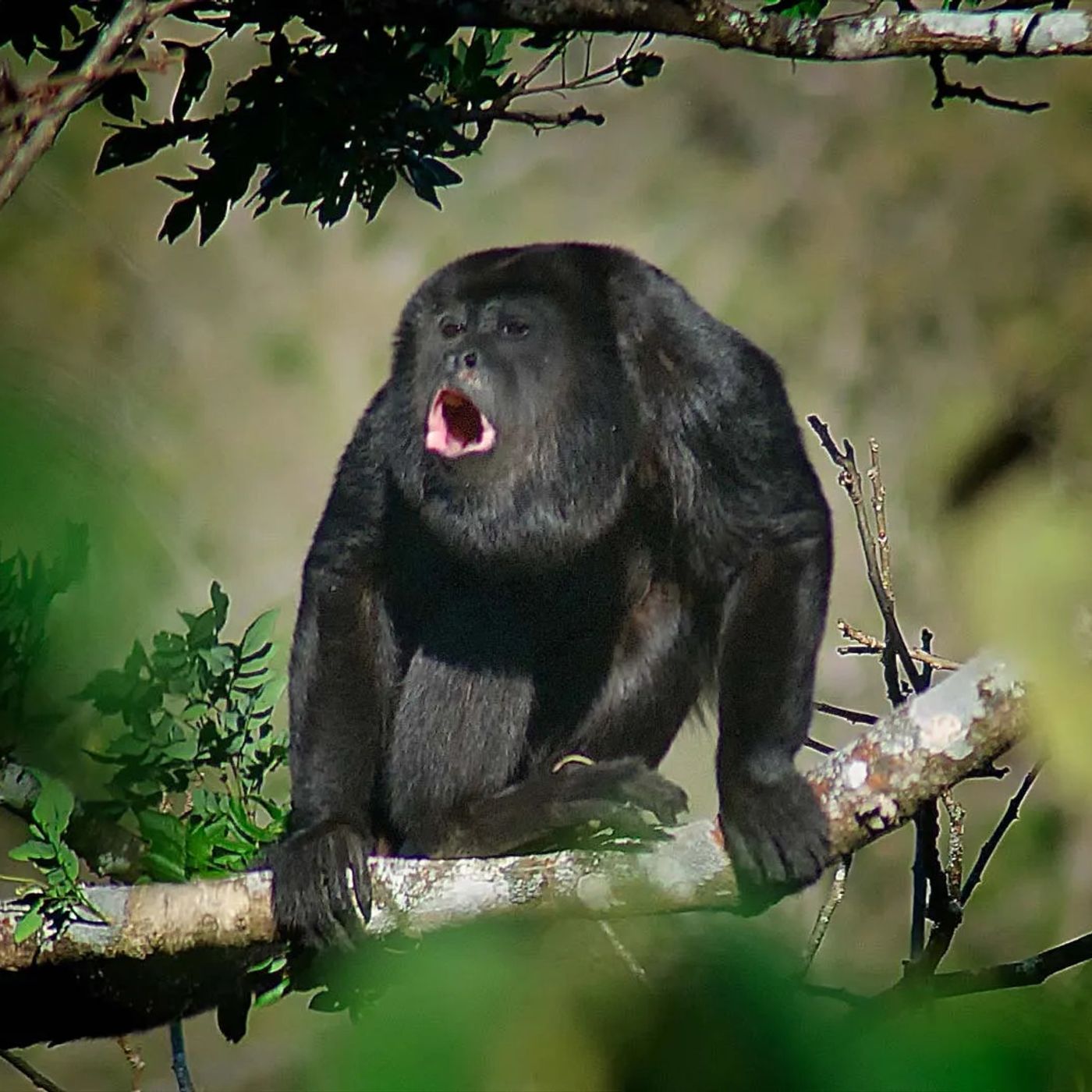 'Dealing with Iran is like dealing with a WILD PACK OF HOWLER MONKEYS' Sen Kennedy episode artwork