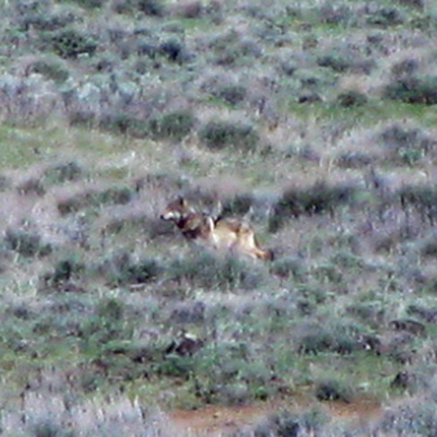 Wildlife Agency May Stop Tracking Wandering Wolf OR-7 episode artwork