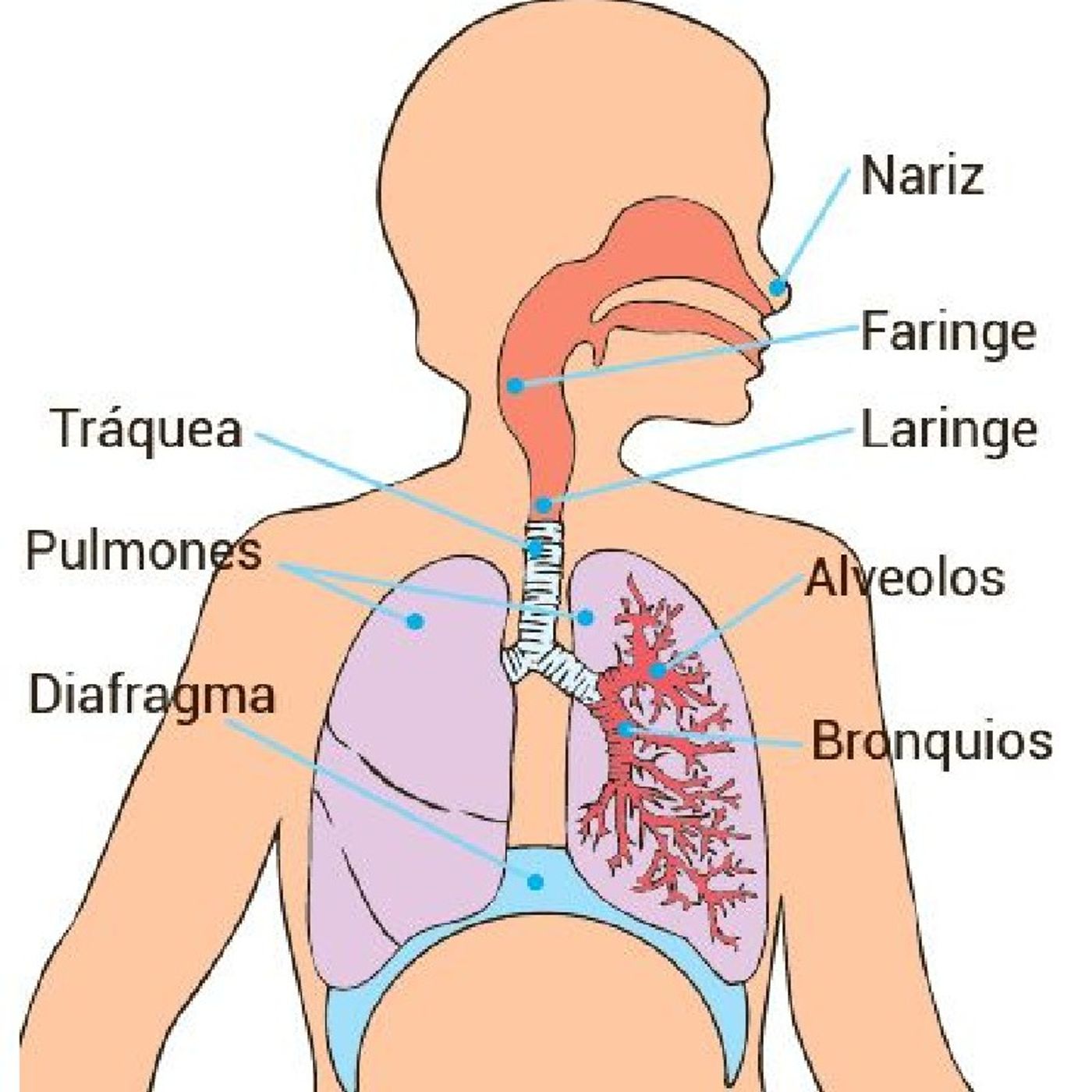 El Sistema Respiratorio episode artwork