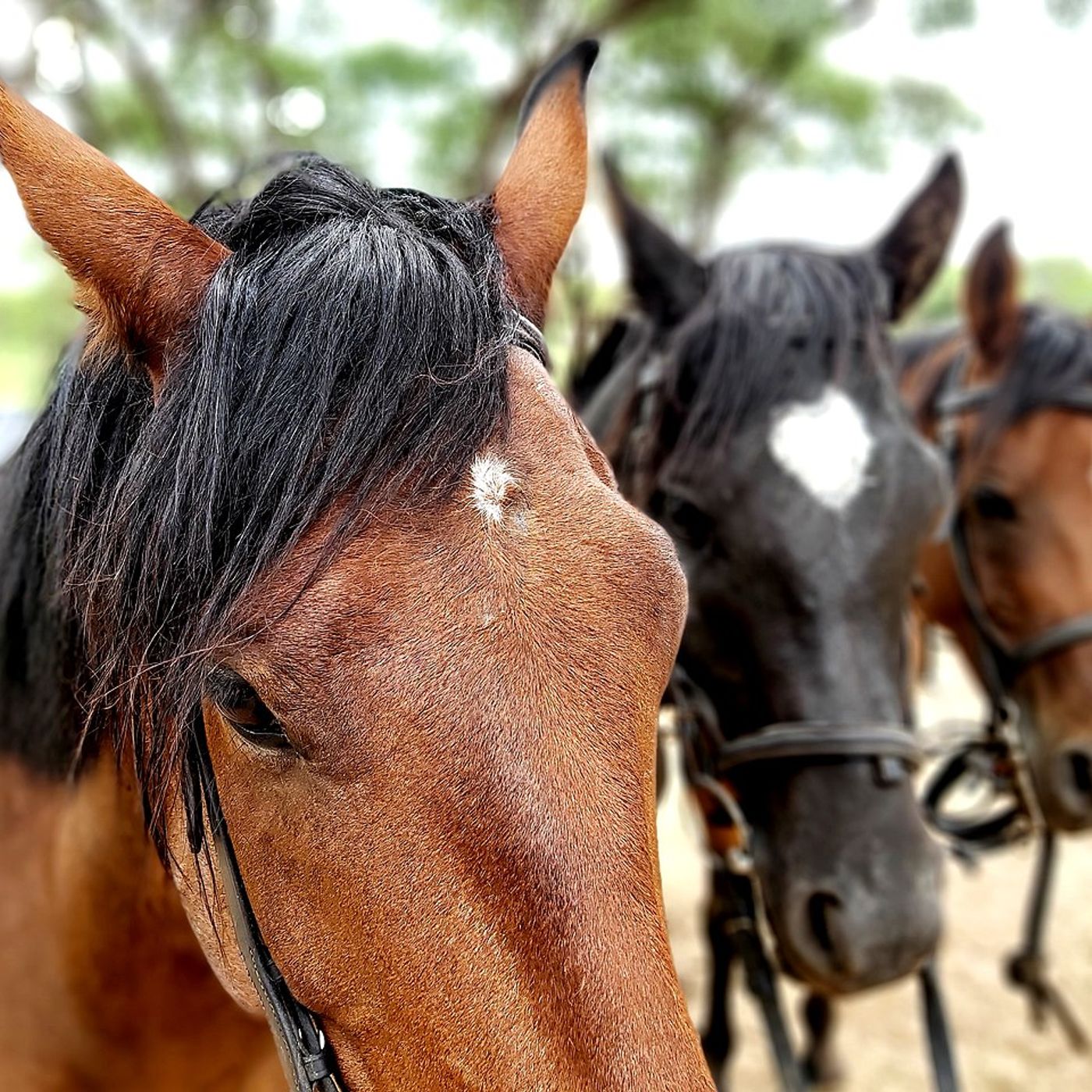 Journal en zarma - Studio Kalangou