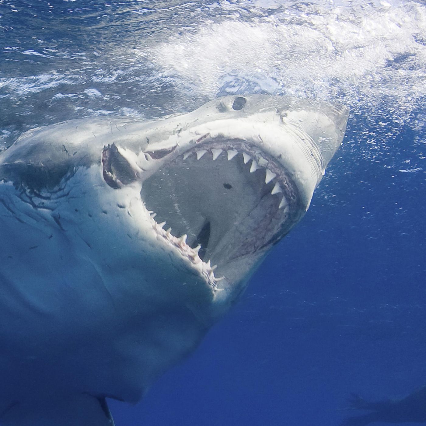 Great White Sharks Episode 2