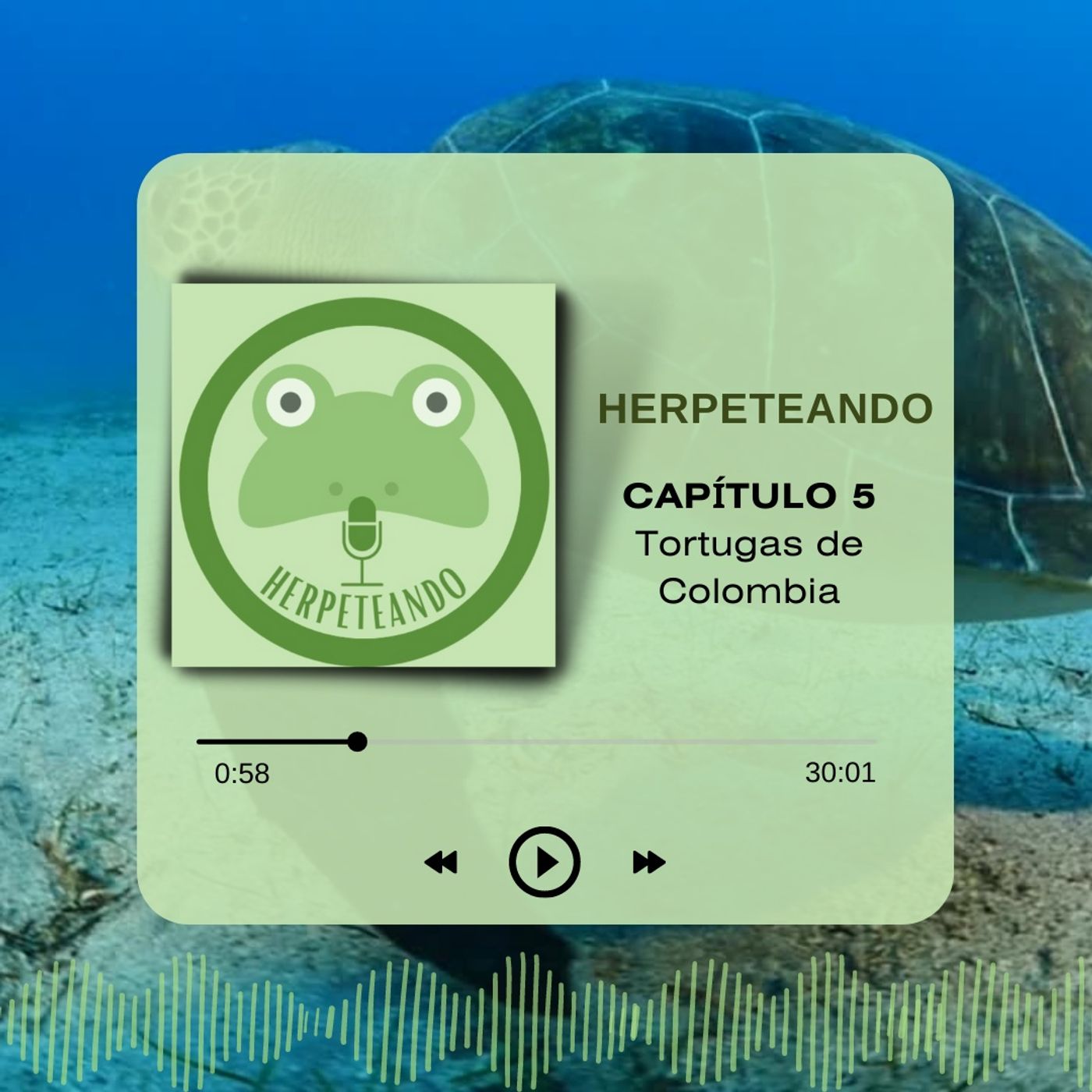 Capitulo 5 Tortugas