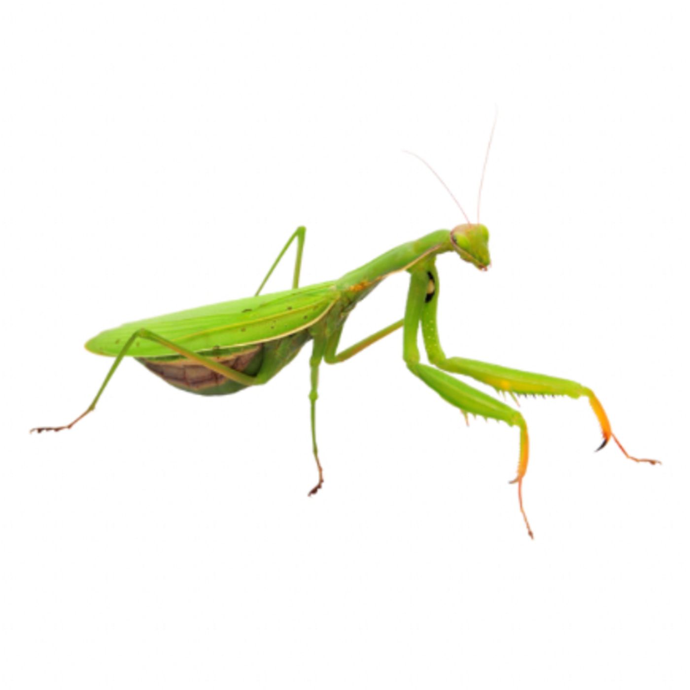 Avispas abejas grillos saltamontes y mantis religiosa