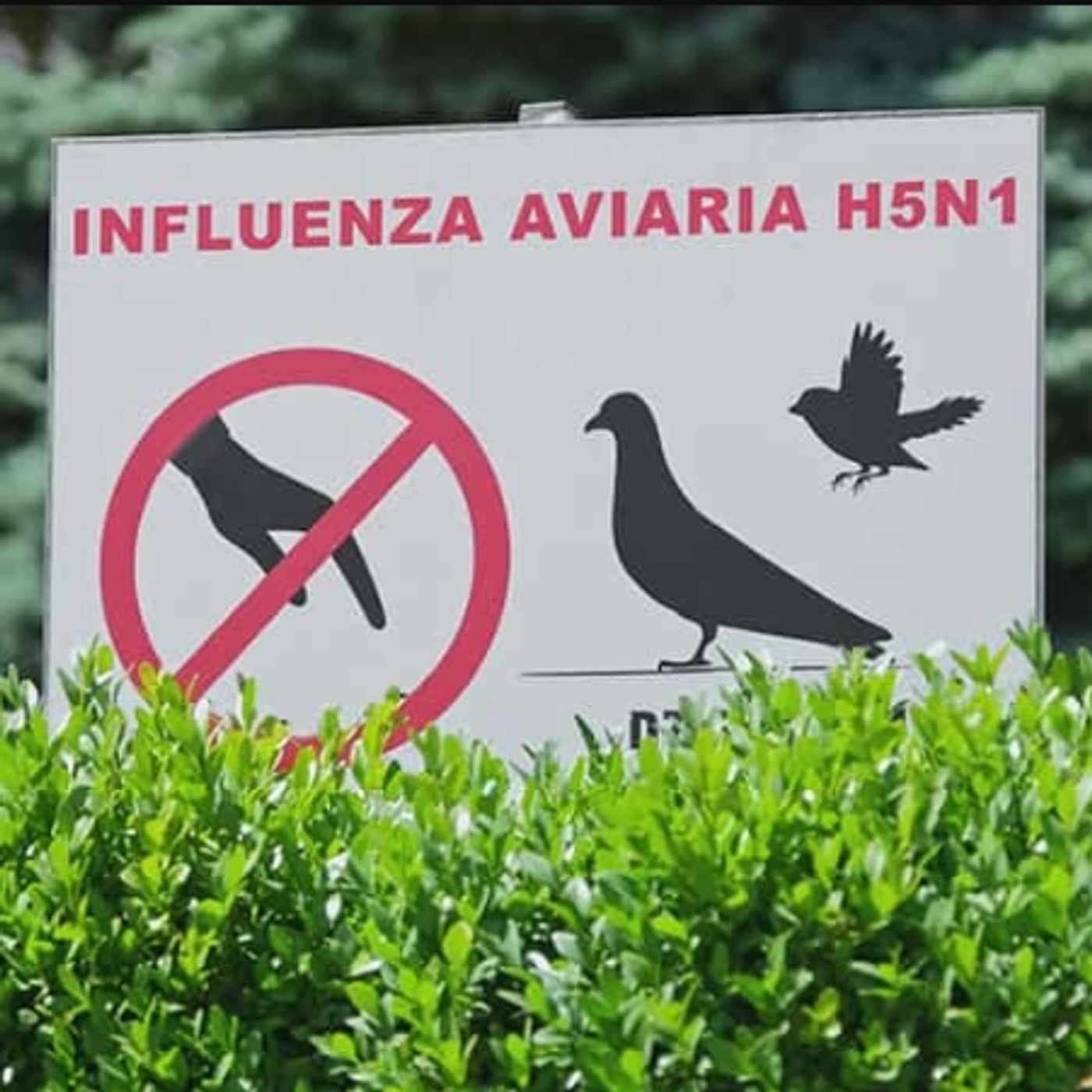 Aviaria: stiamo rischiando una nuova pandemia? episode artwork