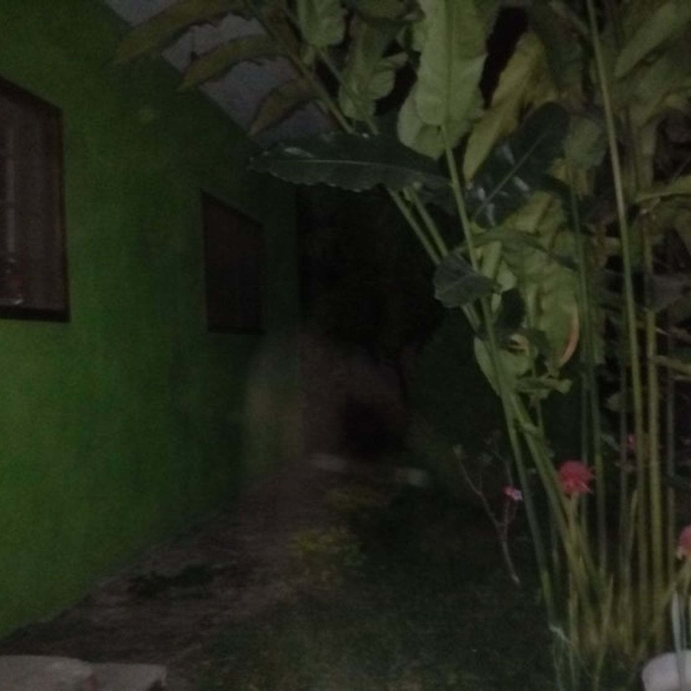 Historias de Miedo Diciembre 9 de 2021 LA MUJER DEL ARBOL Y LA MUJER DE GUERRERO