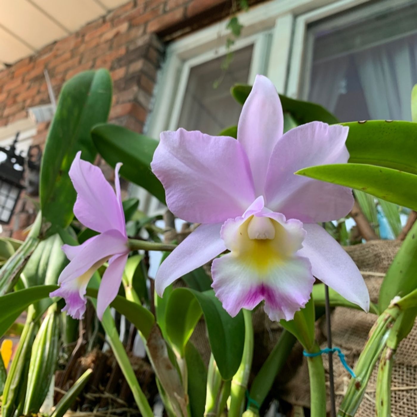 Episode 2 - Orchid Chat With Dr Connors