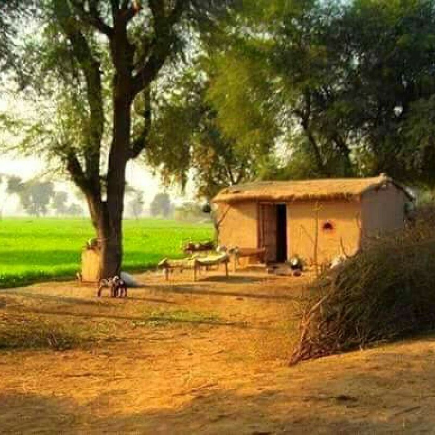 Sajjad Khan\'s show