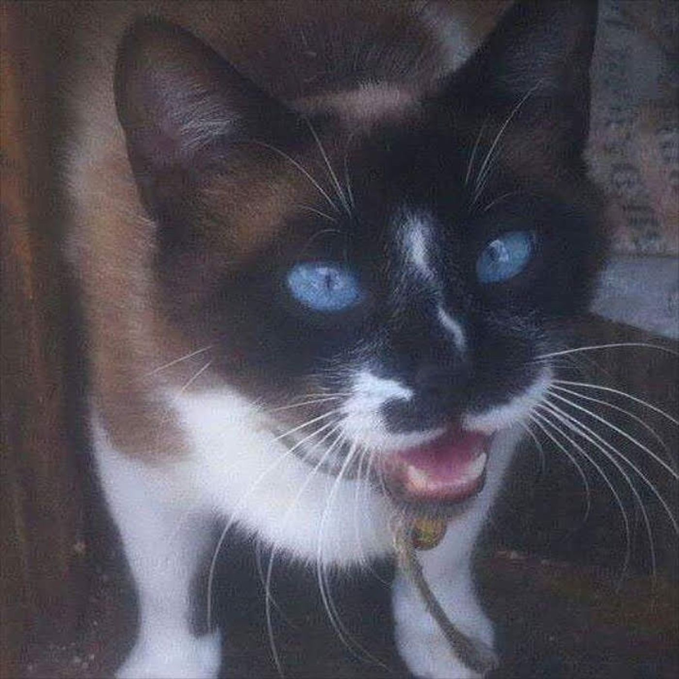 Ramiro EL GATO JOYERO