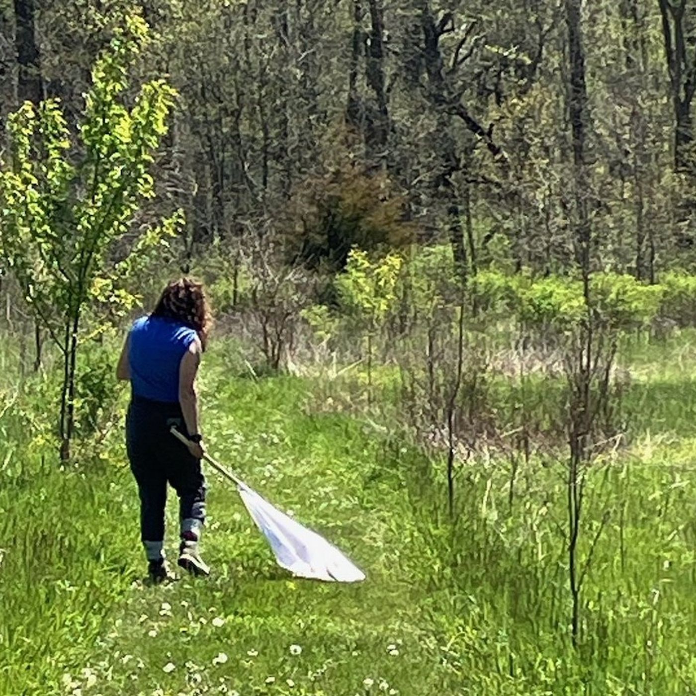 Kendall County at work monitoring mosquitoes, ticks to prevent disease spread episode artwork