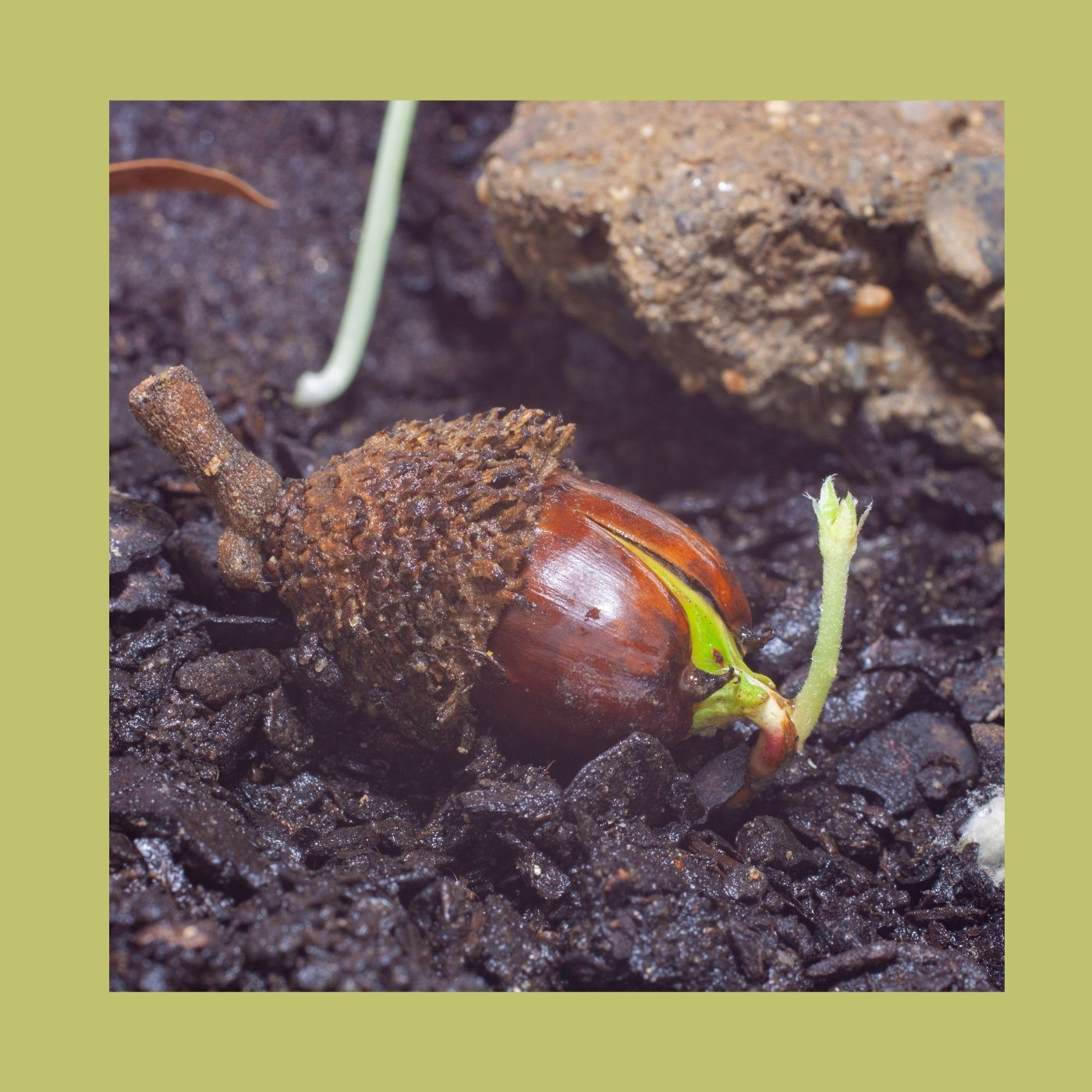 Giardino Futuro