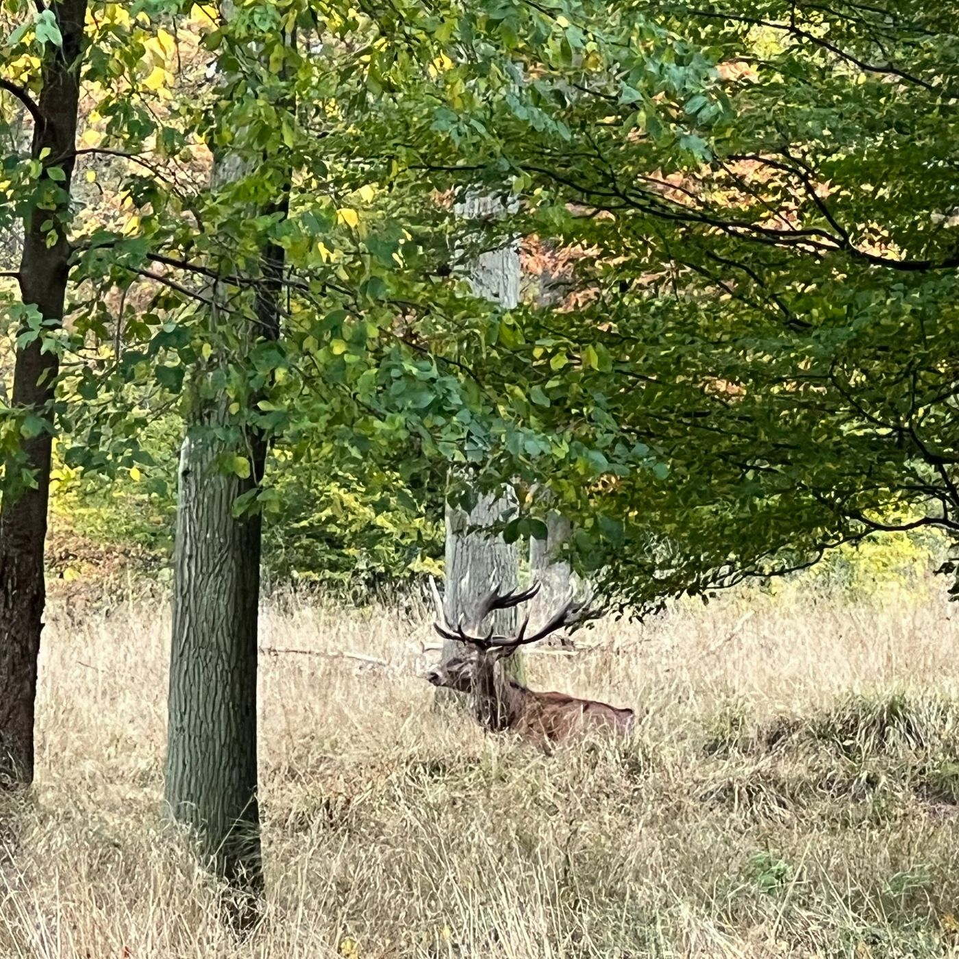Hedeselskabet