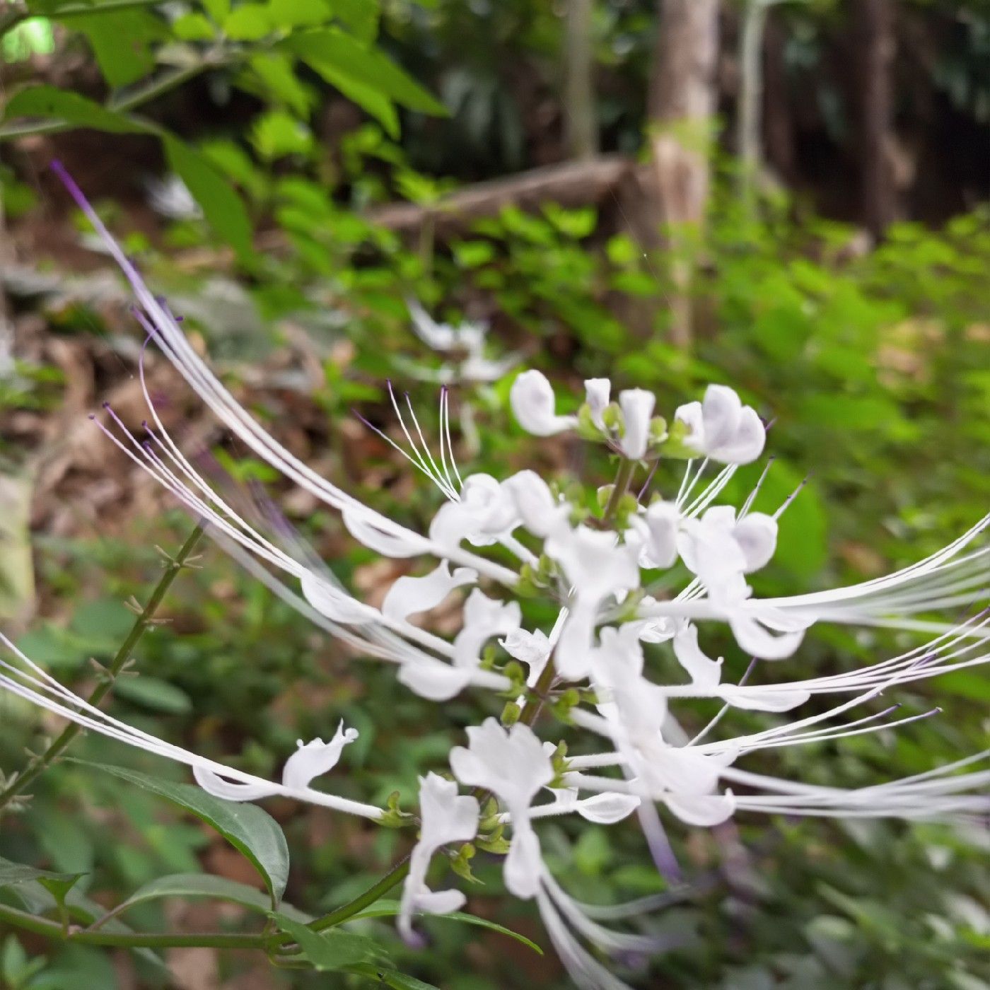 Ngaji Fiqih Wanita cover art