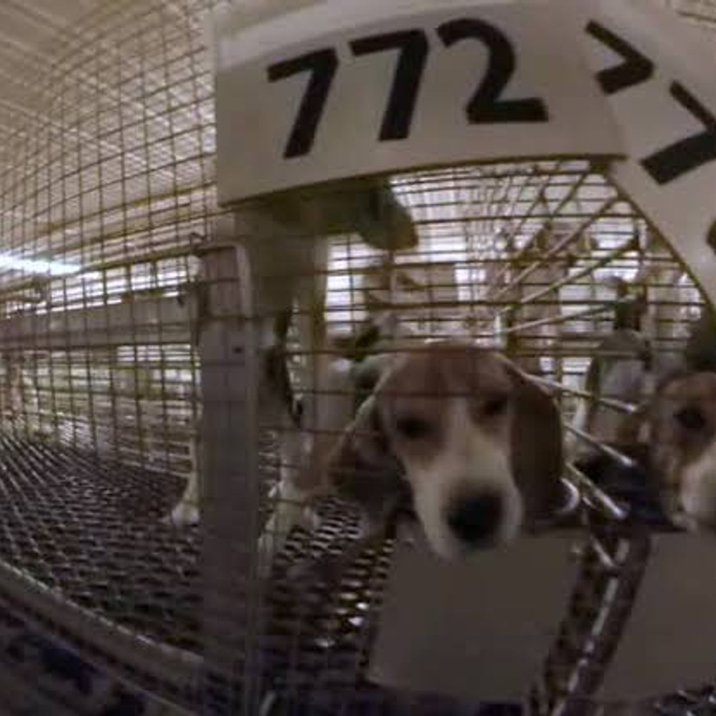 Diretta 348 SecSta Mercatino di Forte - Chiusa la Fattoria x i cani da vivisezione