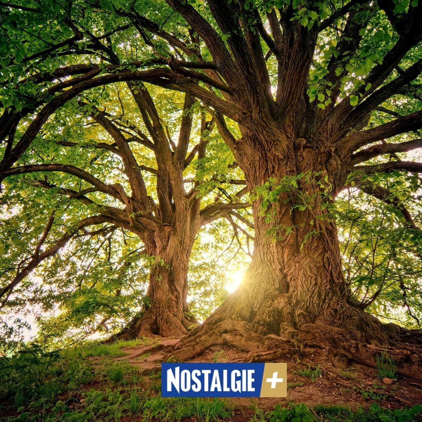 Lire le vivant : quand la nature s'organise en équipe pour survivre episode artwork
