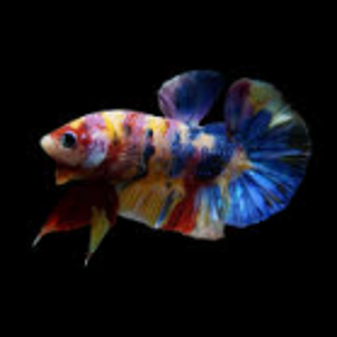 Fry Babies: Bettas and Plecos