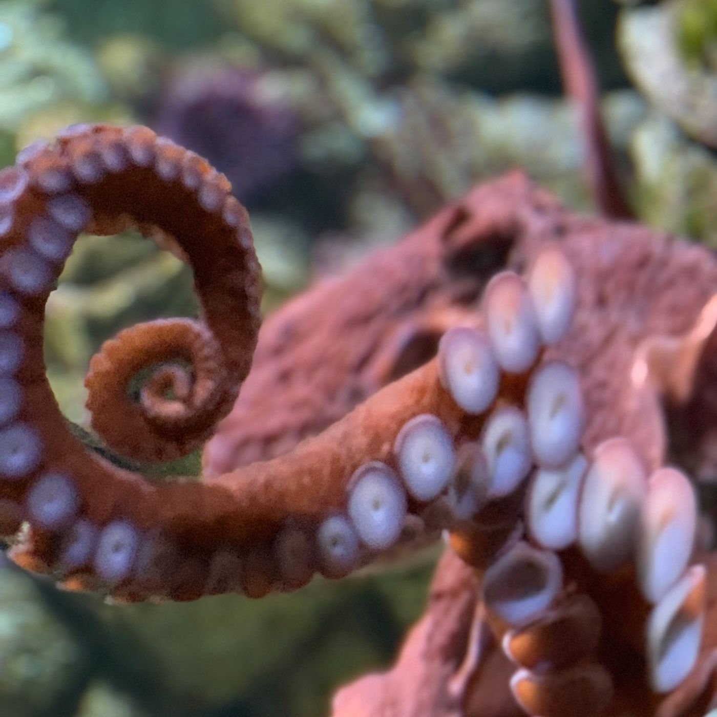 Search For An Octopus: Journey To Boston. A Fish Story episode artwork