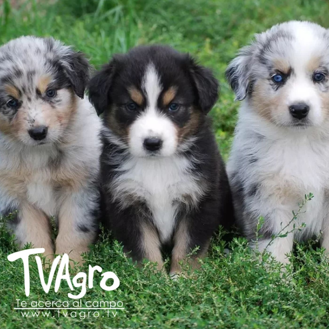 TV AGRO