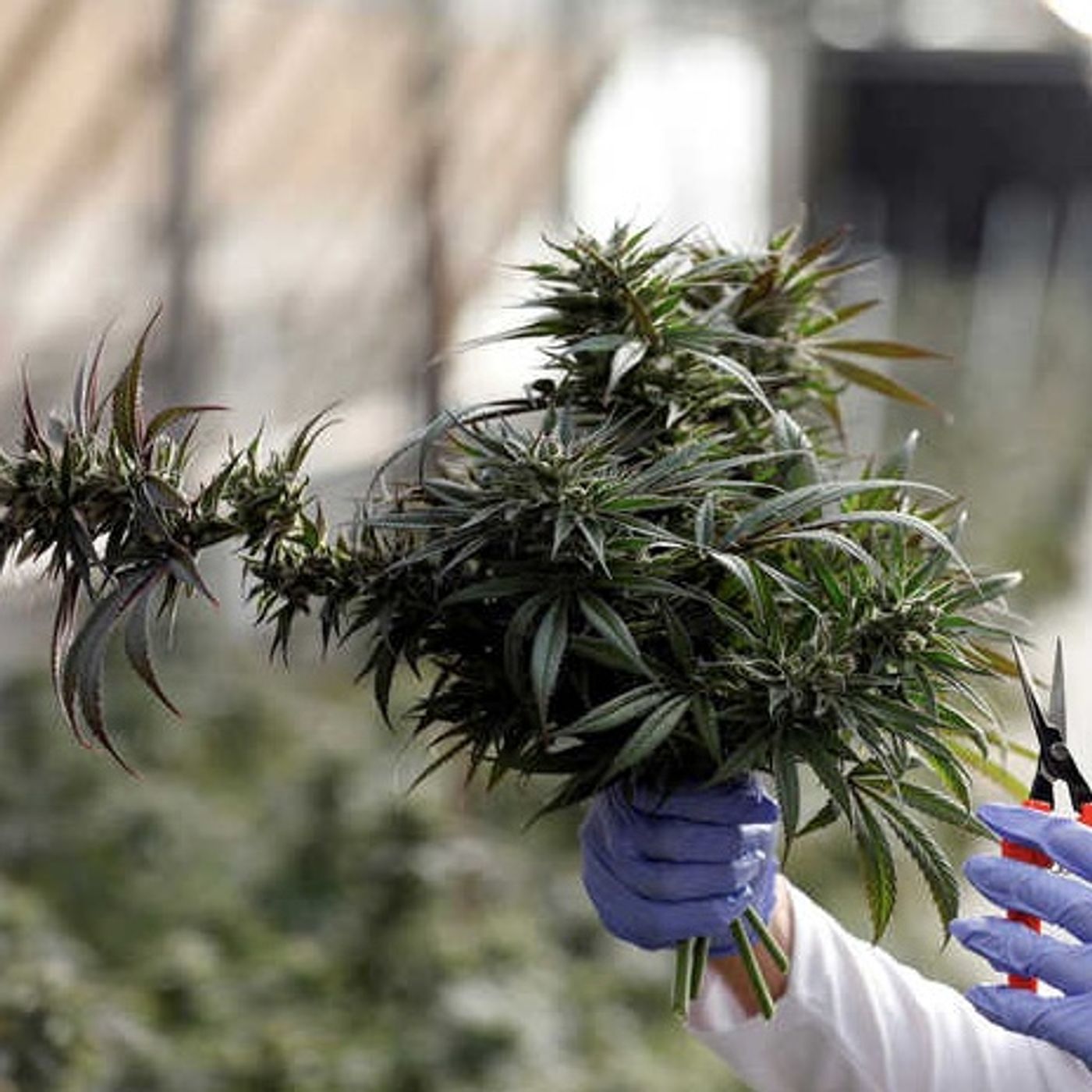 Cannabis Hispano