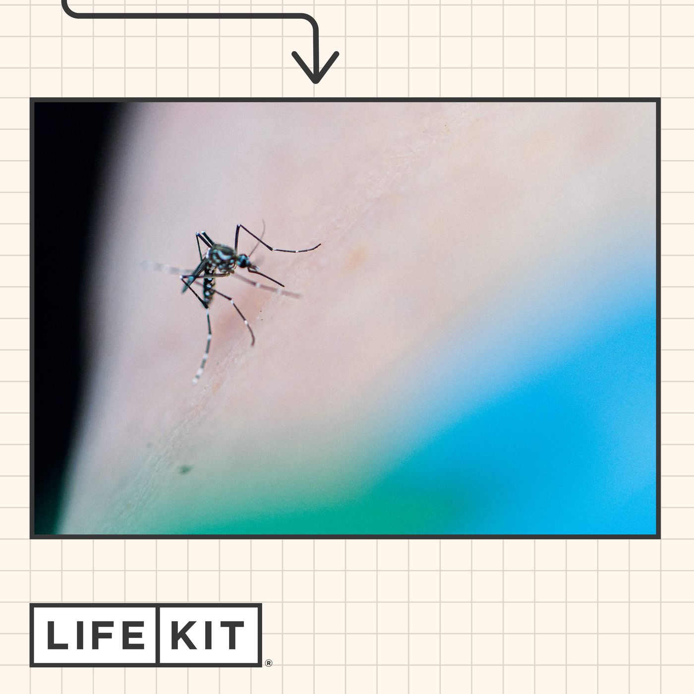 How to avoid mosquito bites episode artwork