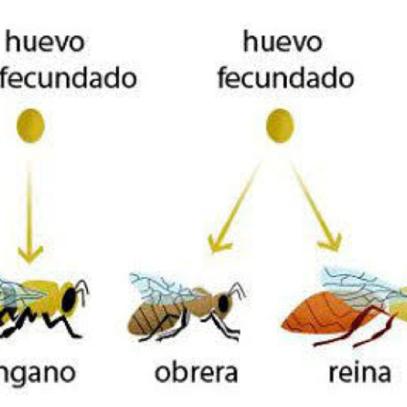 Fencundacion de la abeja Reyna Episodio 3 - El podcast de Abraham episode artwork