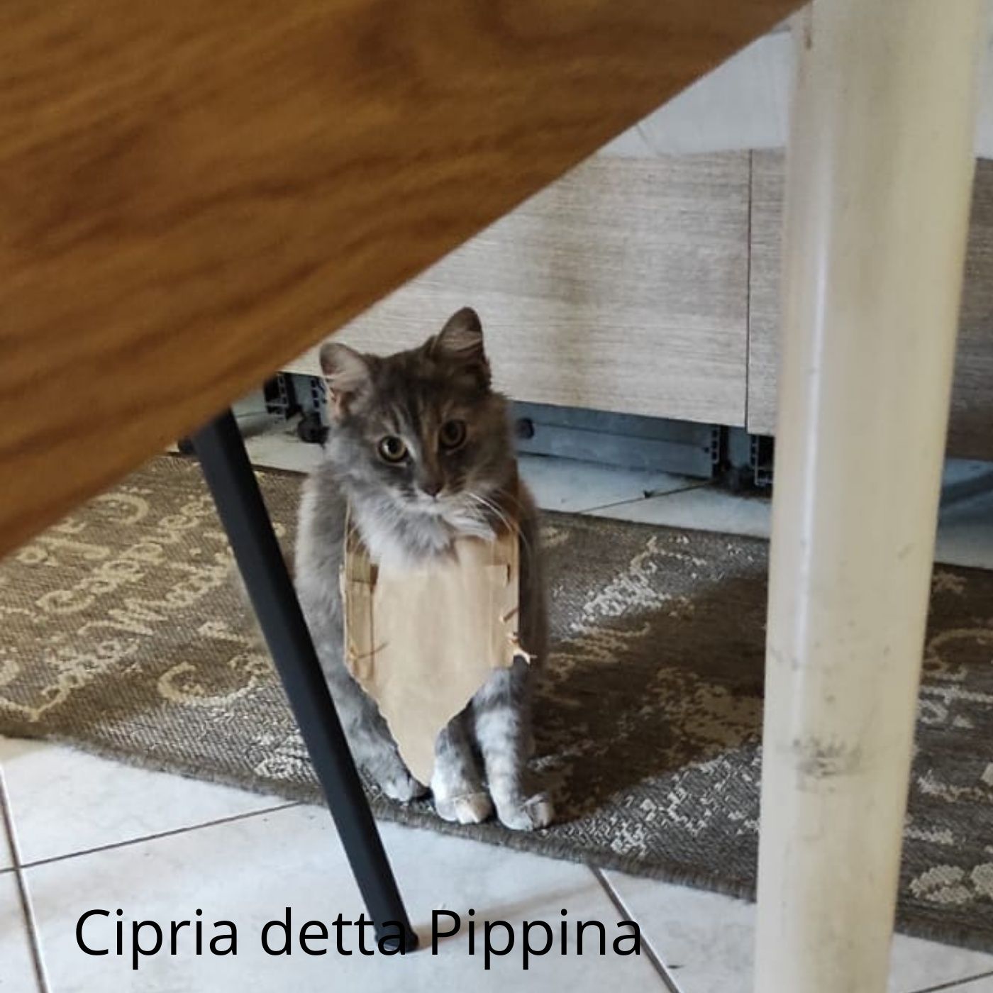 Vibrisse e fusa