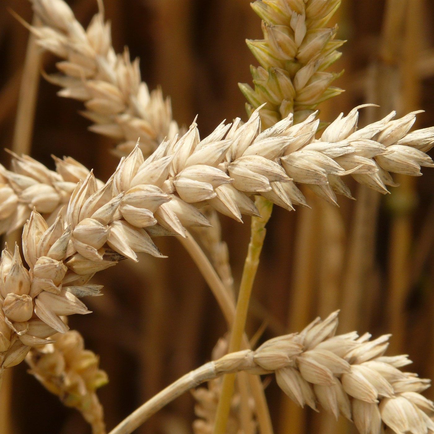 L\'alimentazione by Elisabetta