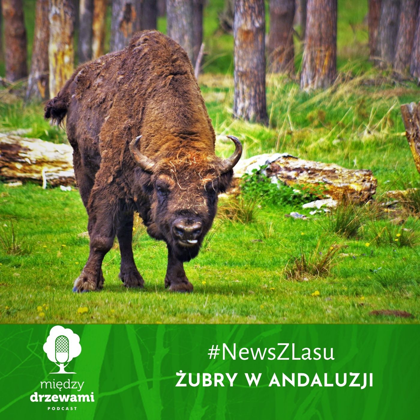 Między Drzewami Podcast