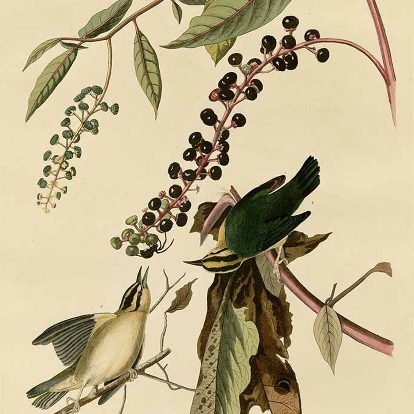Southern Appalachian Herbs