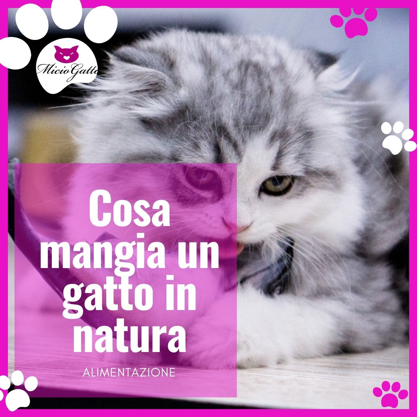 MicioGatto - Tutto sui gatti!