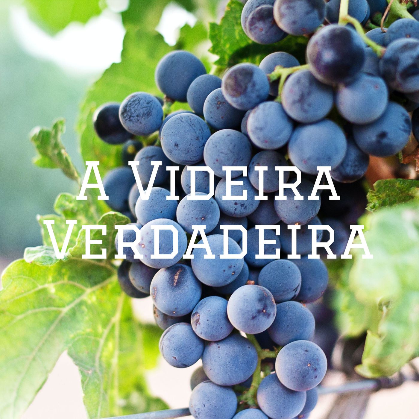 A Videira Verdadeira - Jesus Cristo