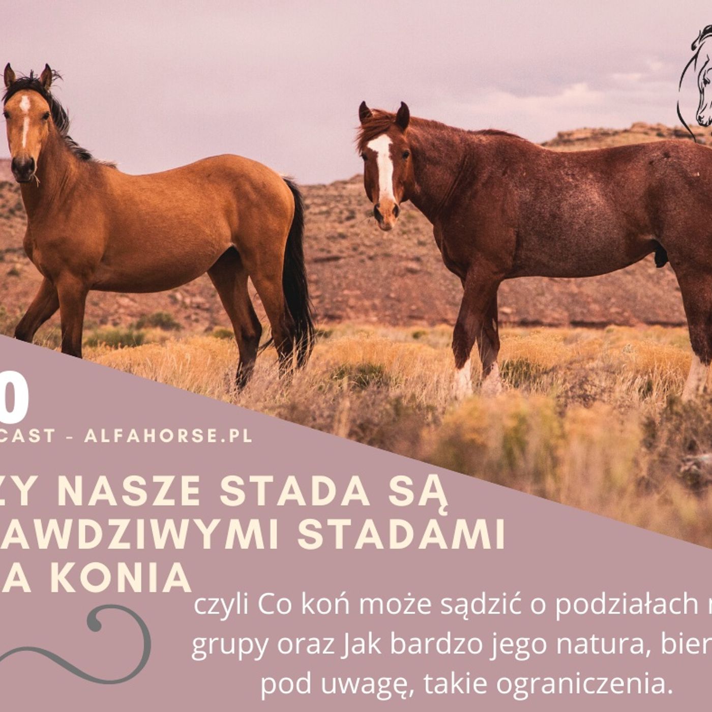 Podcast 20: Czy nasze stada są prawdziwymi stadami dla koni
