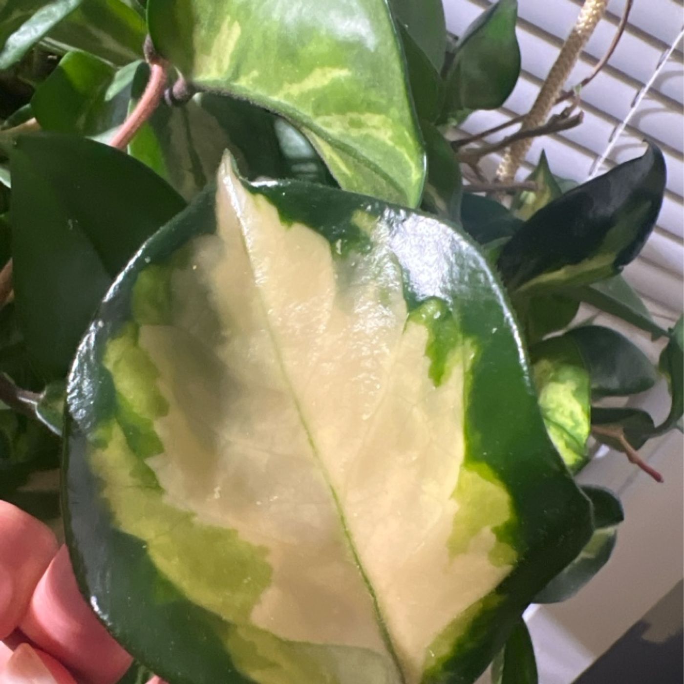 Episode 308 - Nitrogen! Episode 308 - Nitrogen!