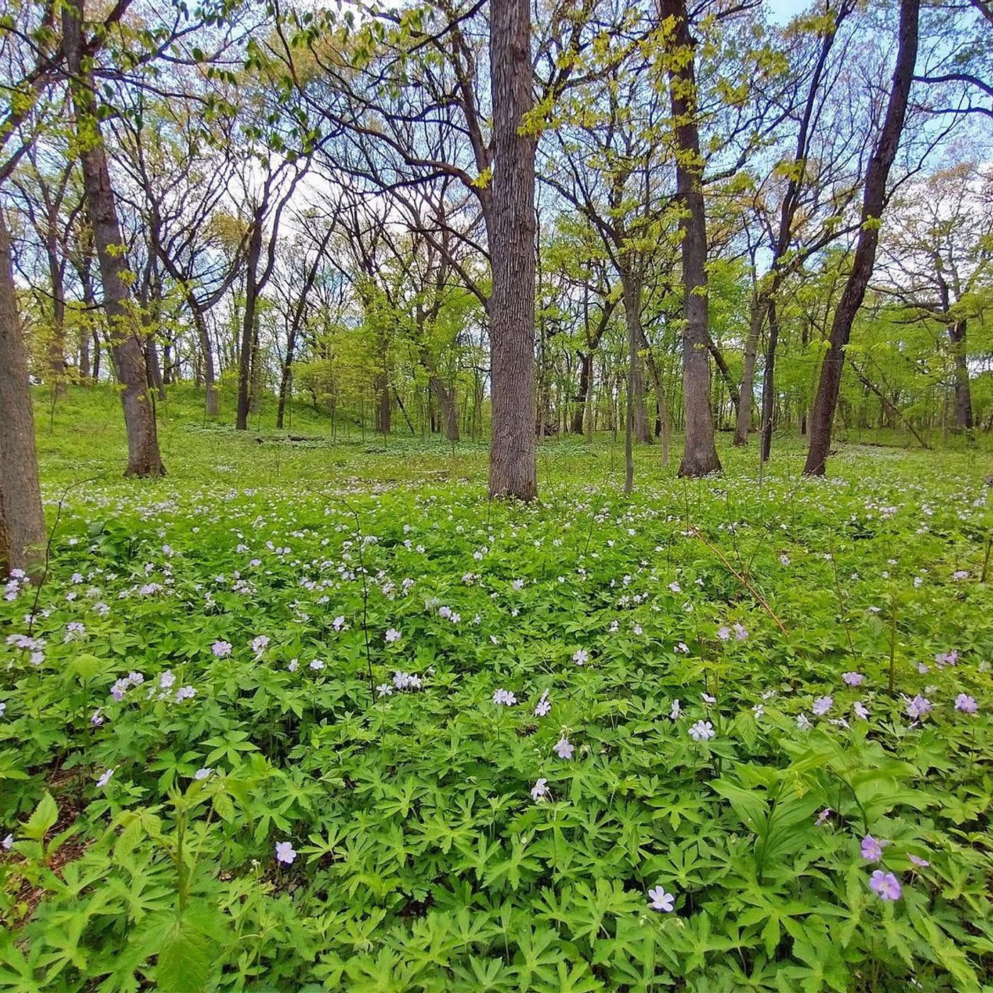 Campton Township acquires another 113 acres of open space through Conservation Foundation episode artwork