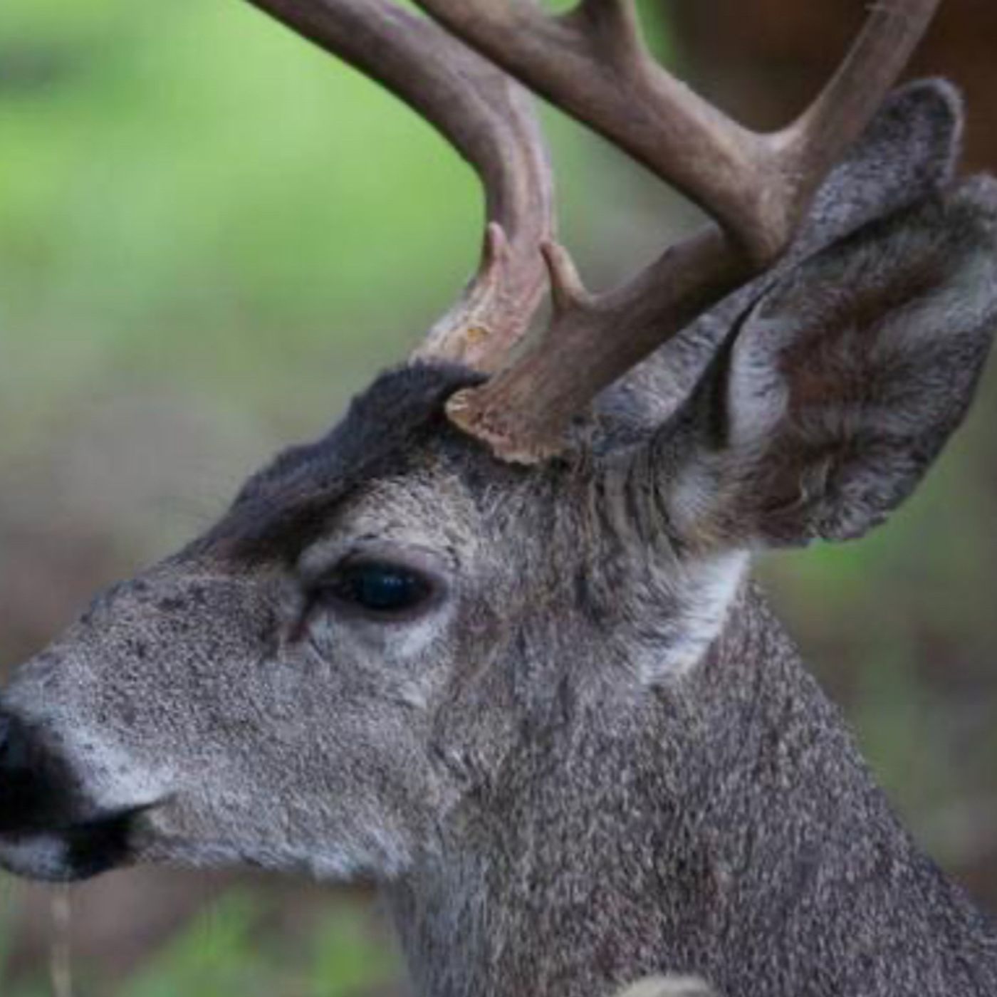EHD May Mean Reduced Deer Bag Limit in Meigs and other Ohio Counties