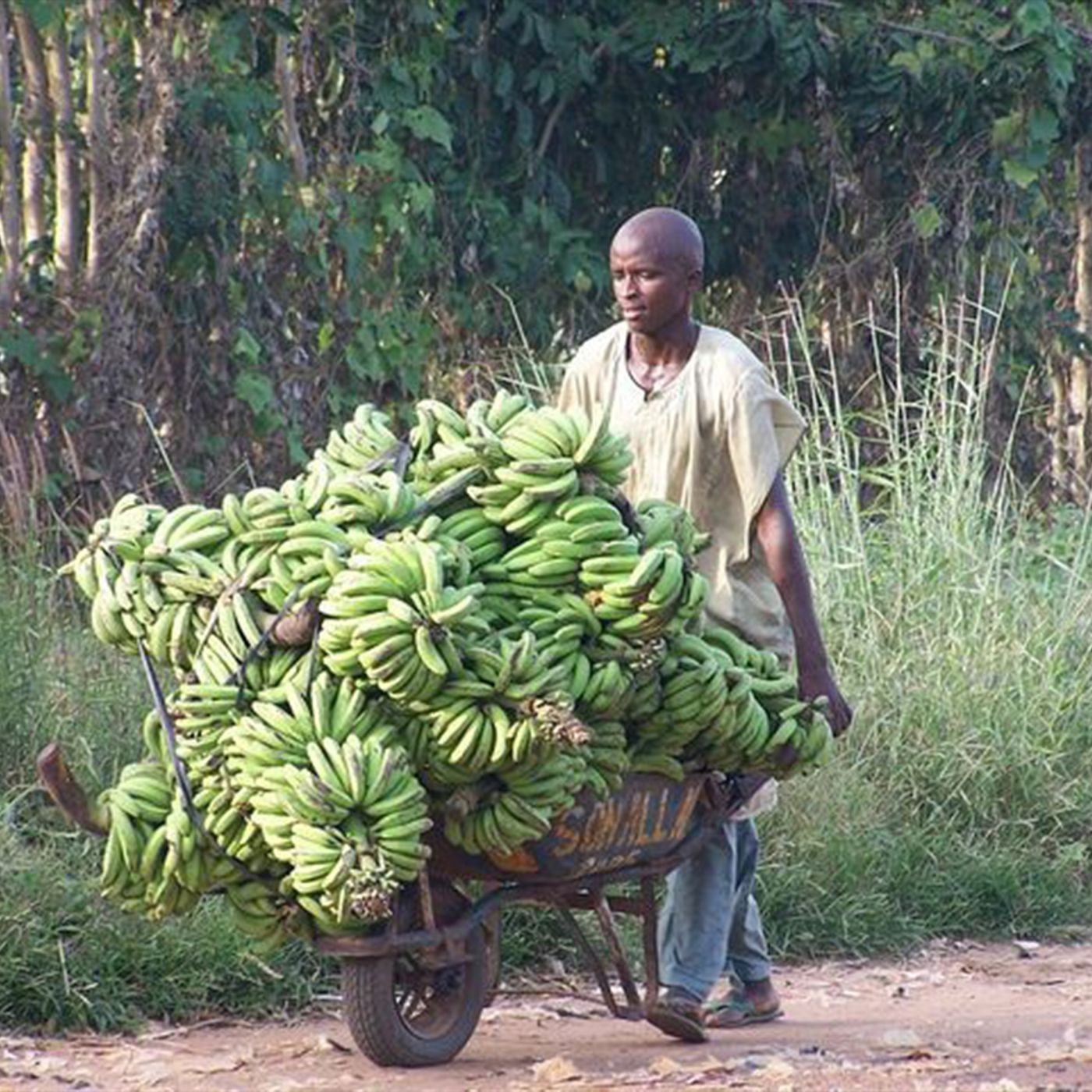 Bananas: The World's Favorite Fruit