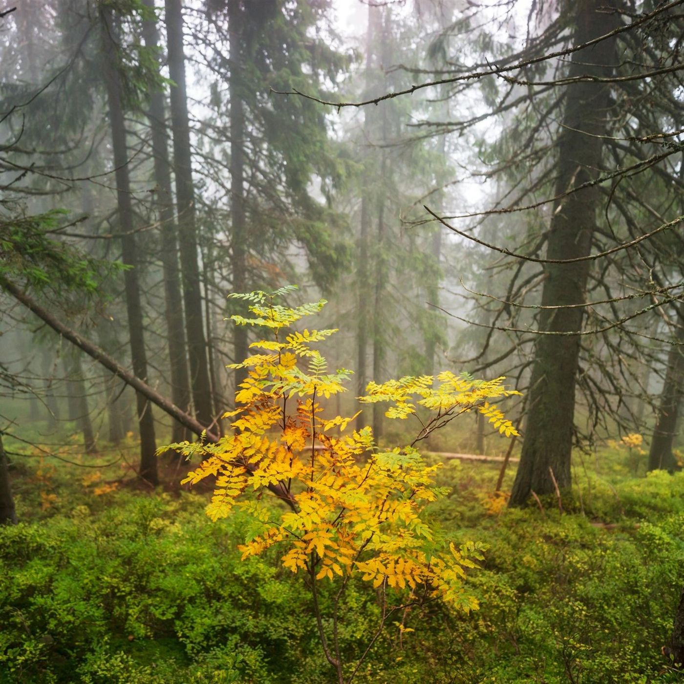 Sleep Sounds by Tmsoft