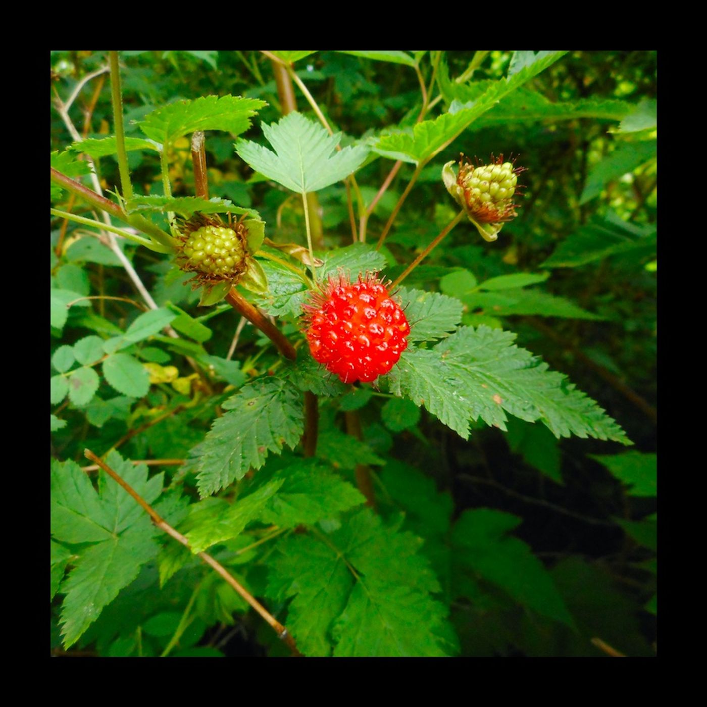 The "Salmonberry Do-Over" — The Running Jackal cover