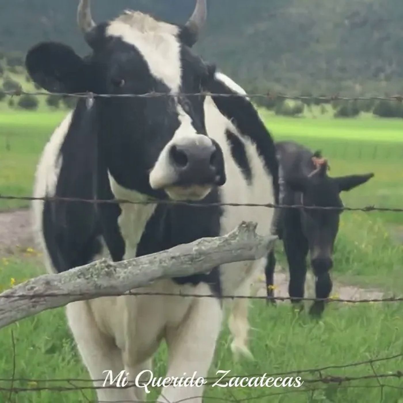 CAMPO MENONITA EN SOMBRERETE ZACATECAS