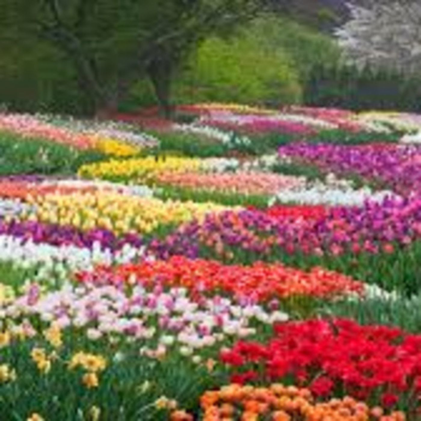 Where do your dreams go when you are gone...