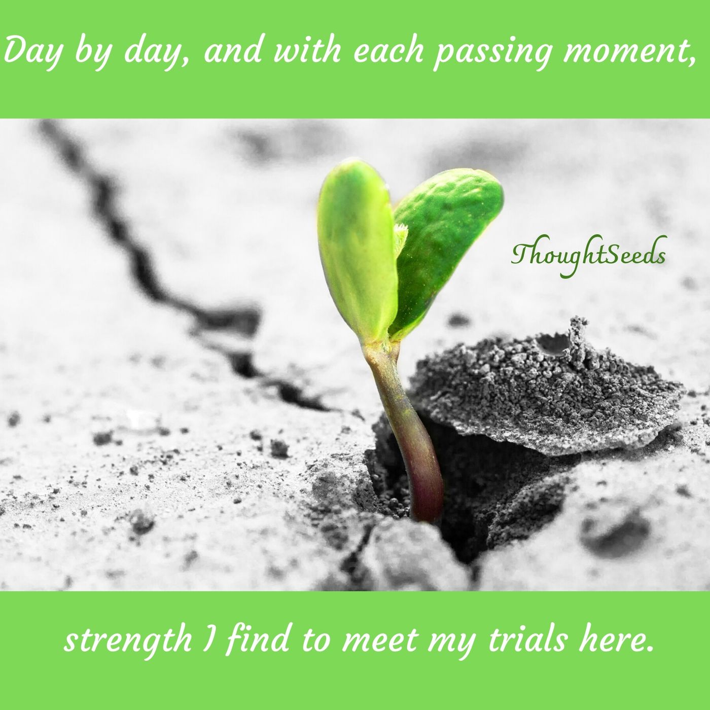 ThoughtSeeds