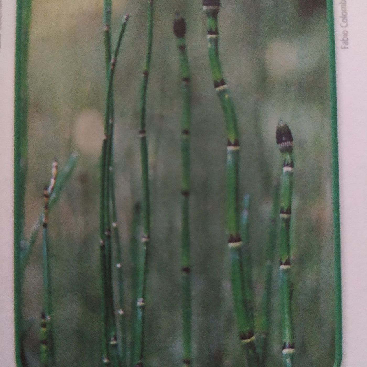Reino Das Plantas