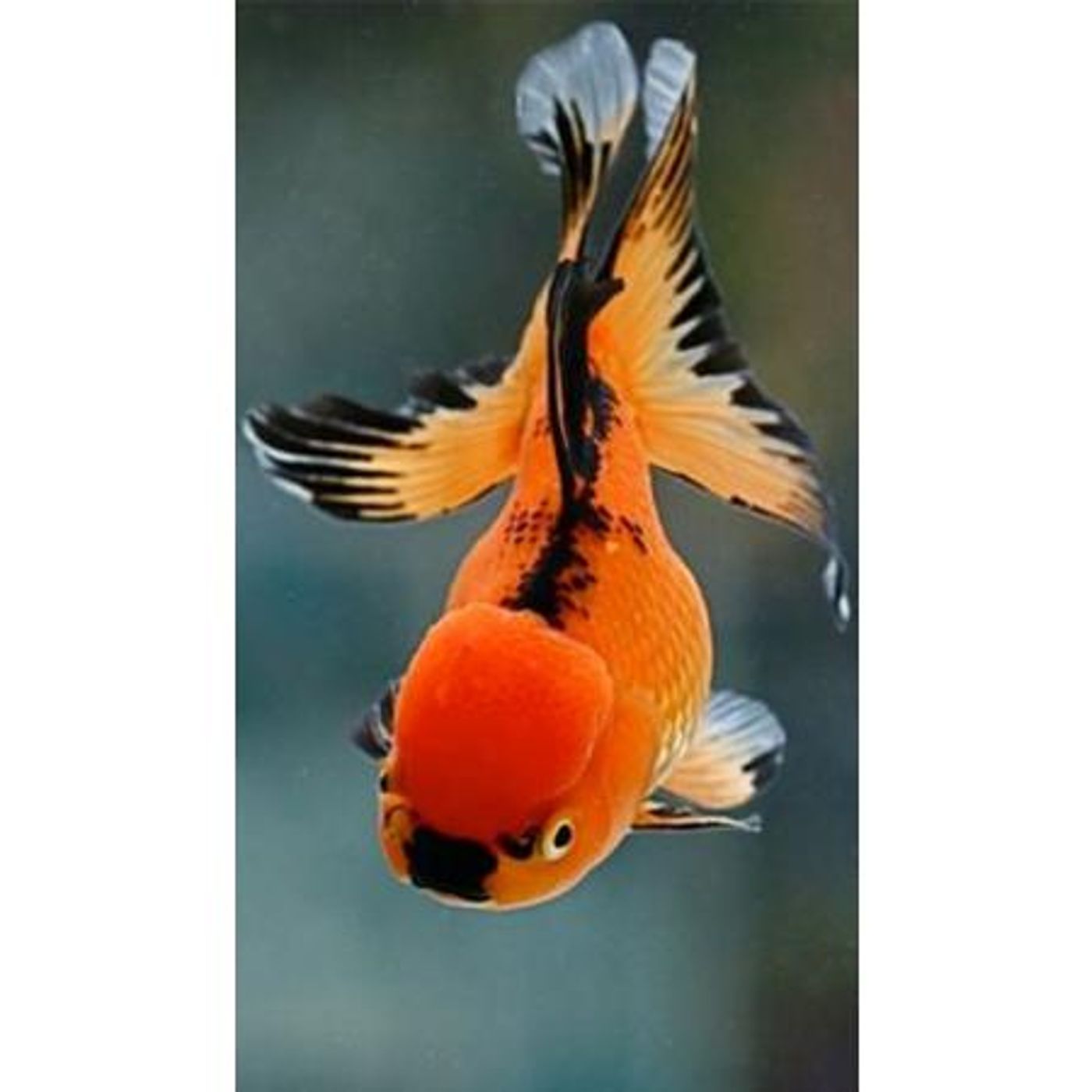 THIS FISH TAIL BEGINS AS THE OTHER FISH  TAIL END w/ BRO EDDIE episode artwork