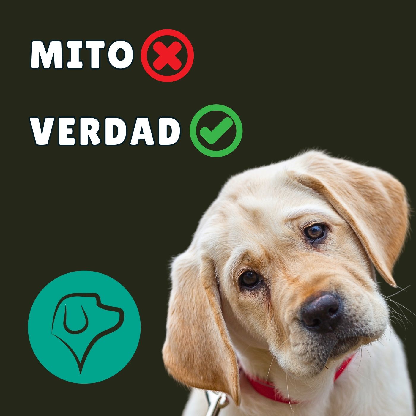 Más allá de los cuentos: Mitos sobre comportamiento canino