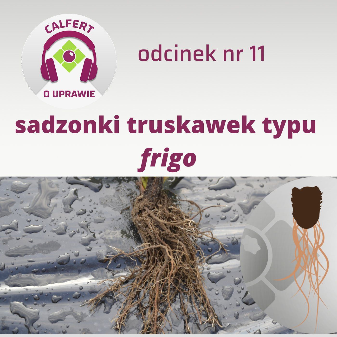 11. O sadzonkach truskawek typu frigo,
