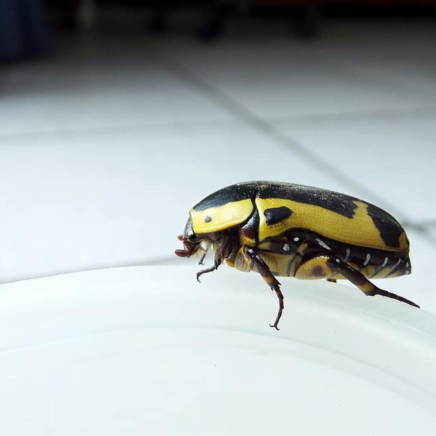 Historias de Miedo Agosto 9 de 2022 UN ESCARABAJO AMARILLO