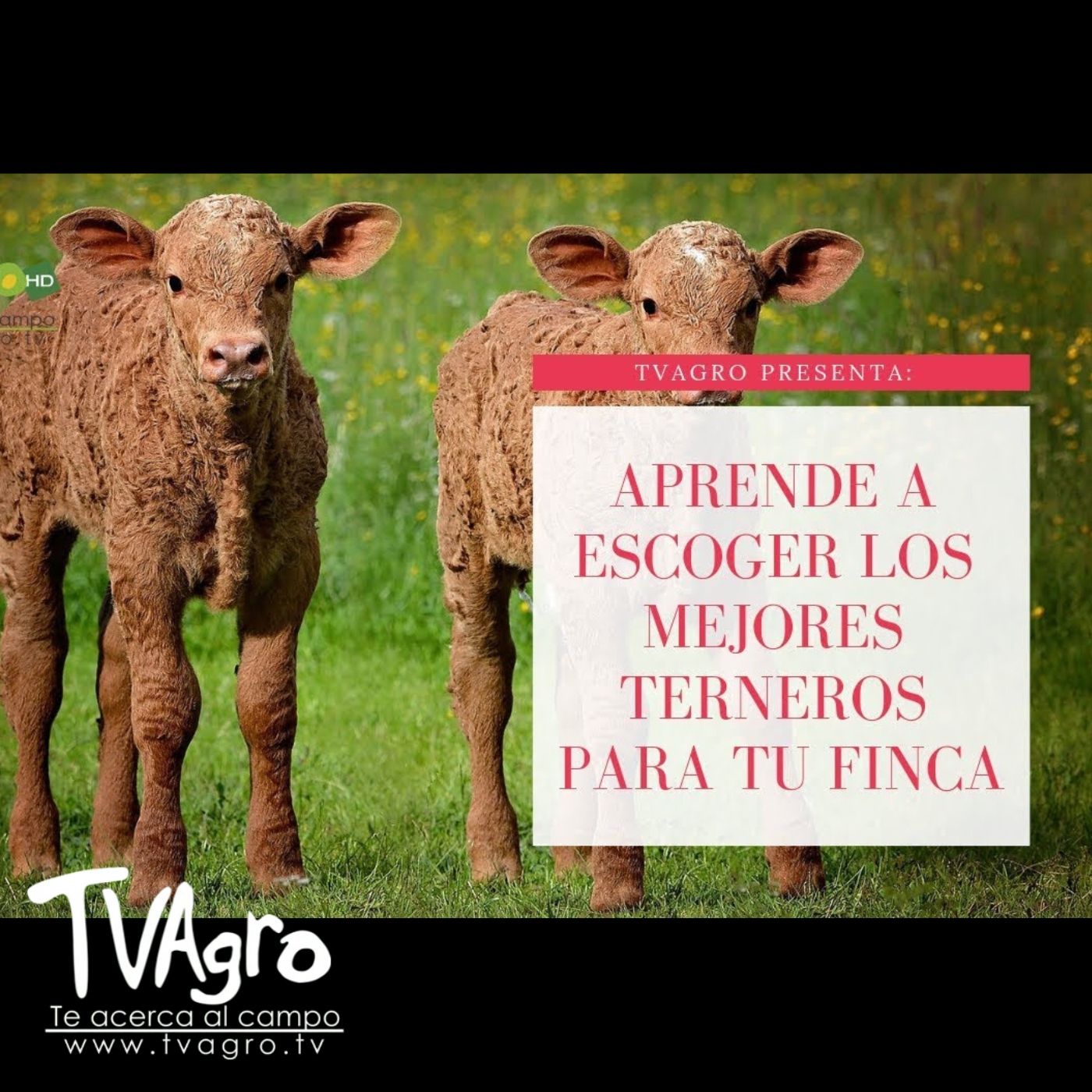 TV AGRO