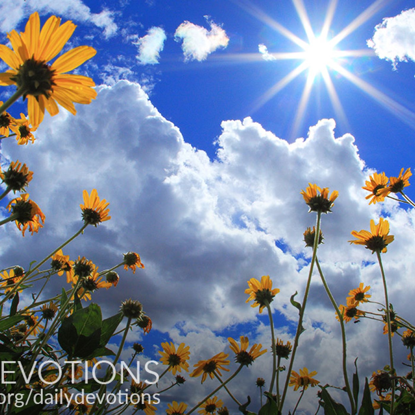 Bloom Where You’re Planted — Daily Devotions cover